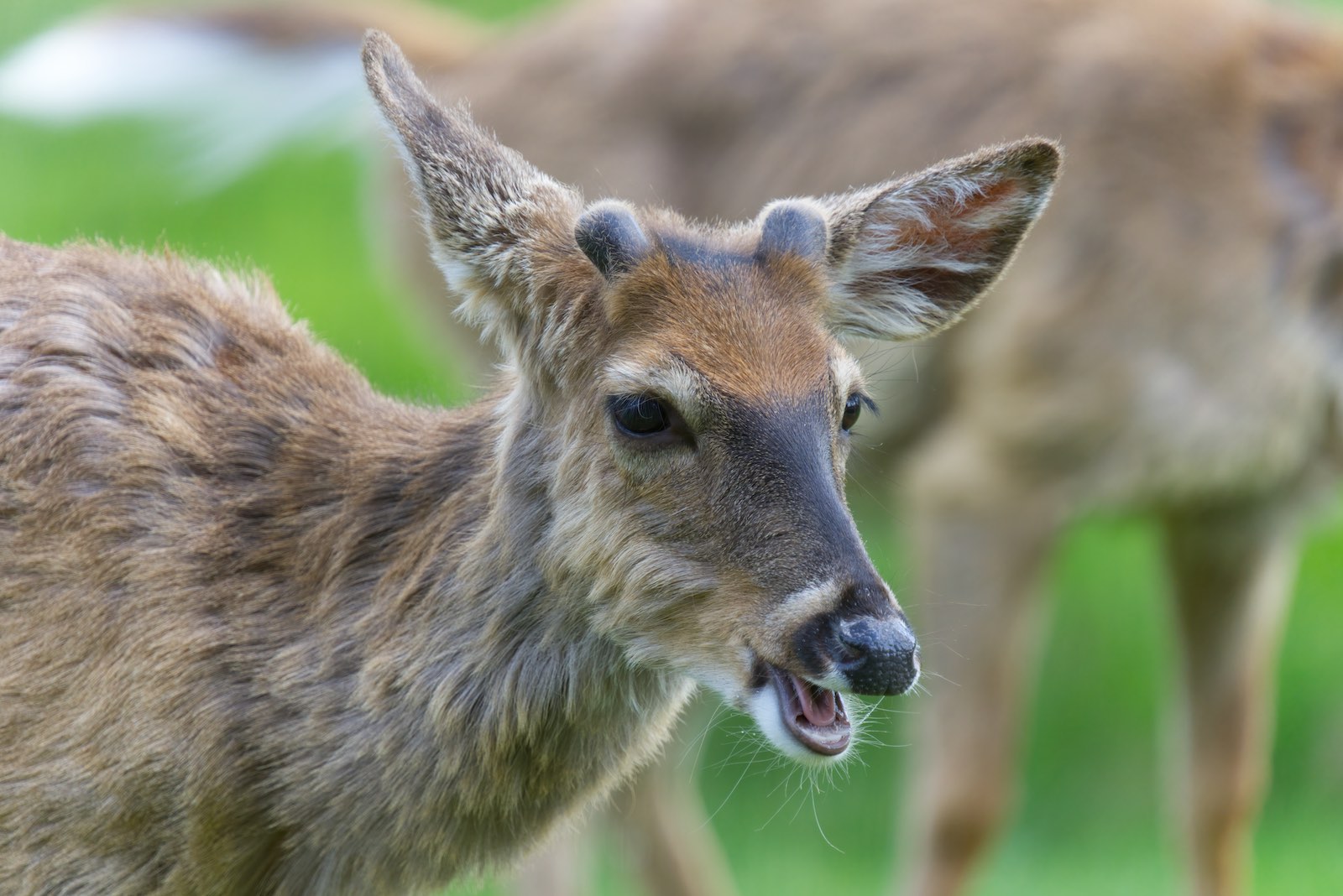 Deer 2 0503